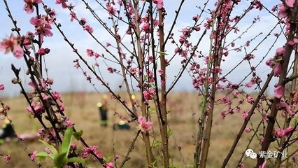 [图文]紫金矿业:让水更清、山更绿、矿山更美丽